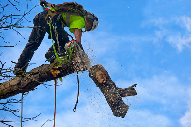 Reliable Doffing, TX Tree Care Solutions