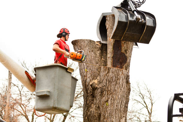 How Our Tree Care Process Works  in  Doffing, TX